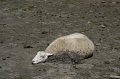 2010_08_17_troumousse_ 382